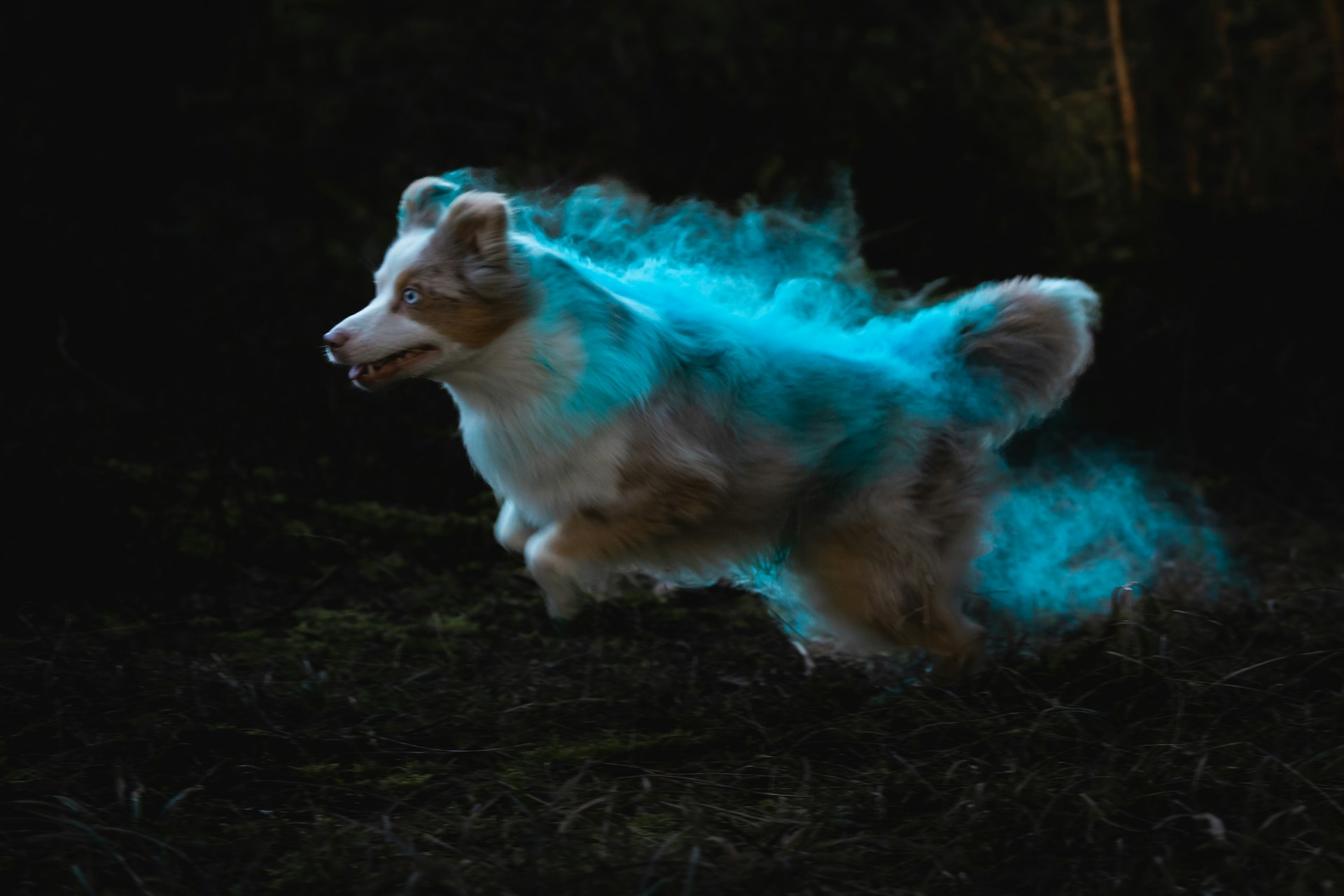60 Magic-Inspired Names for Enchanting Dog