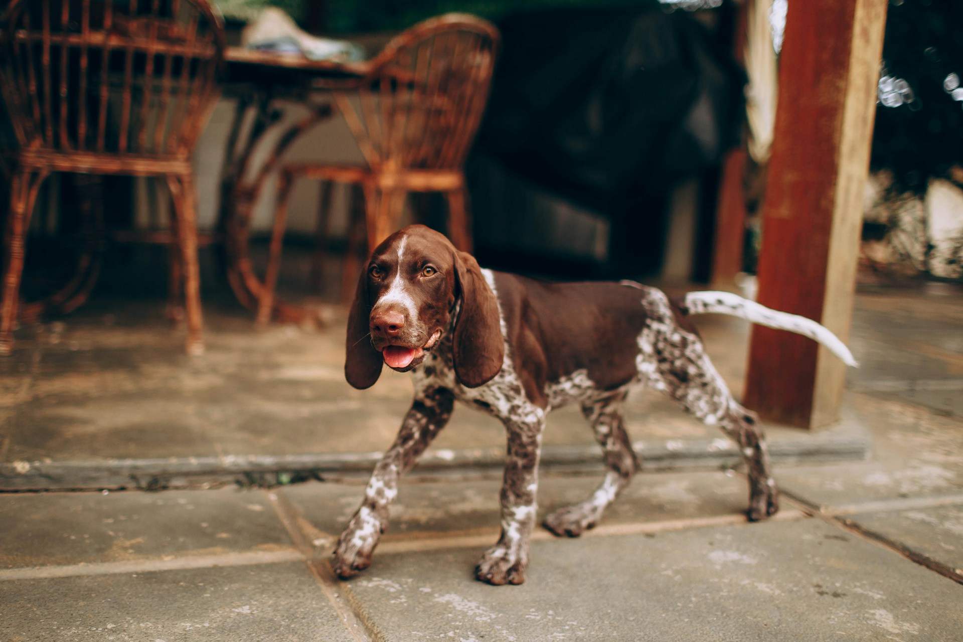 60 artist-inspired names for creative dogs