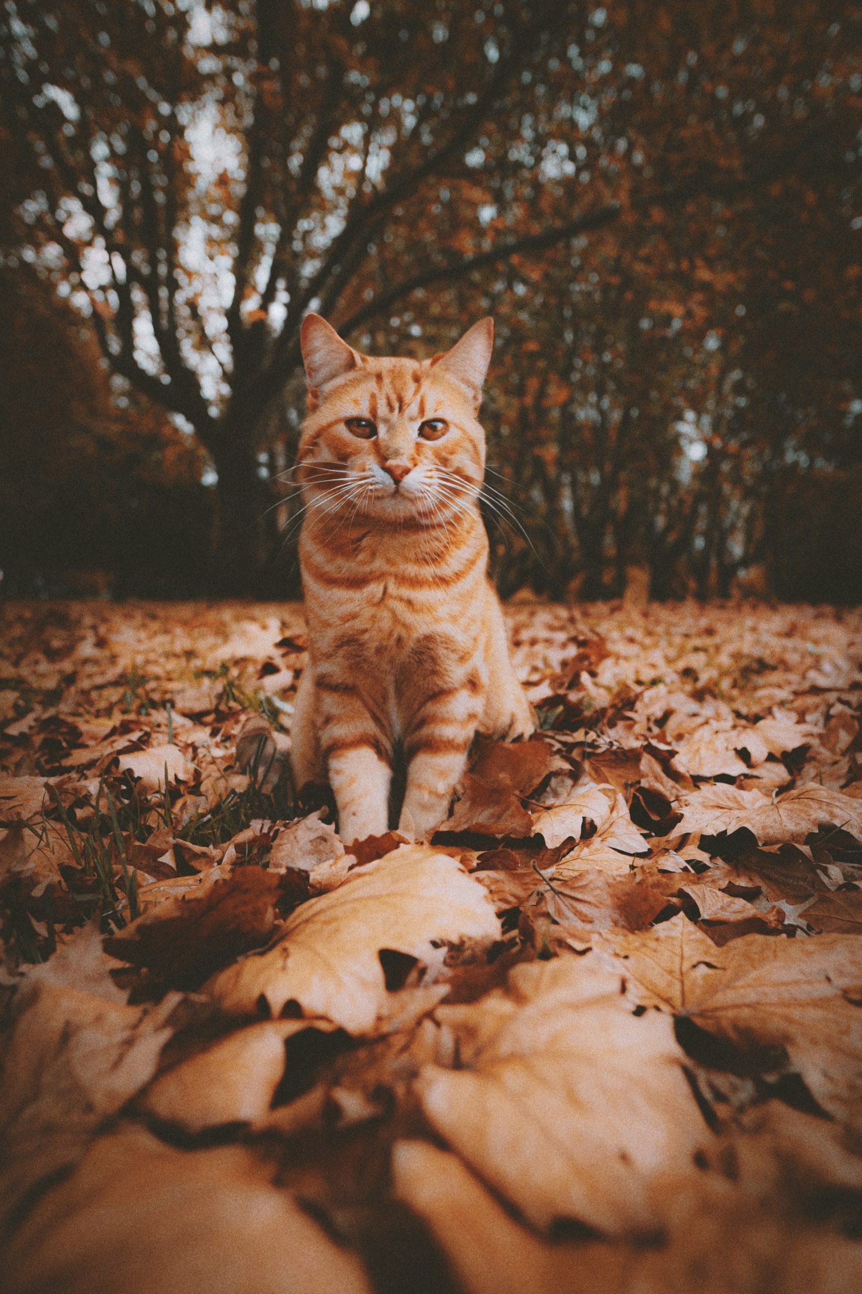 Cats Names Inspired by Autumn
