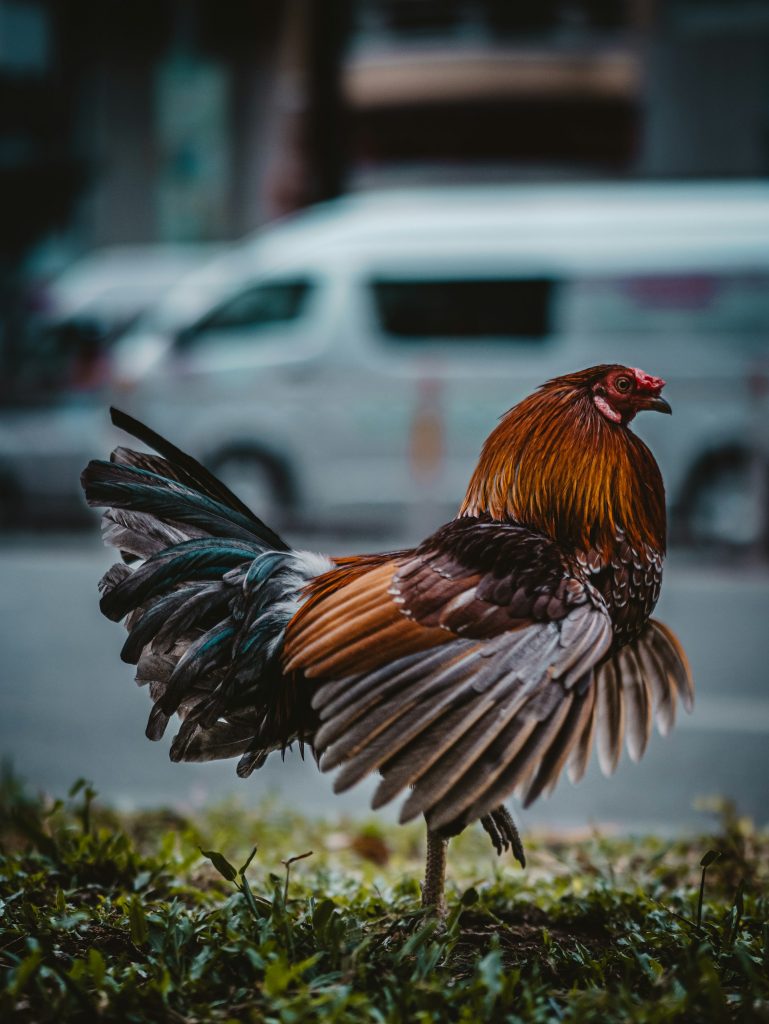 Chicken Names Inspired by Halloween