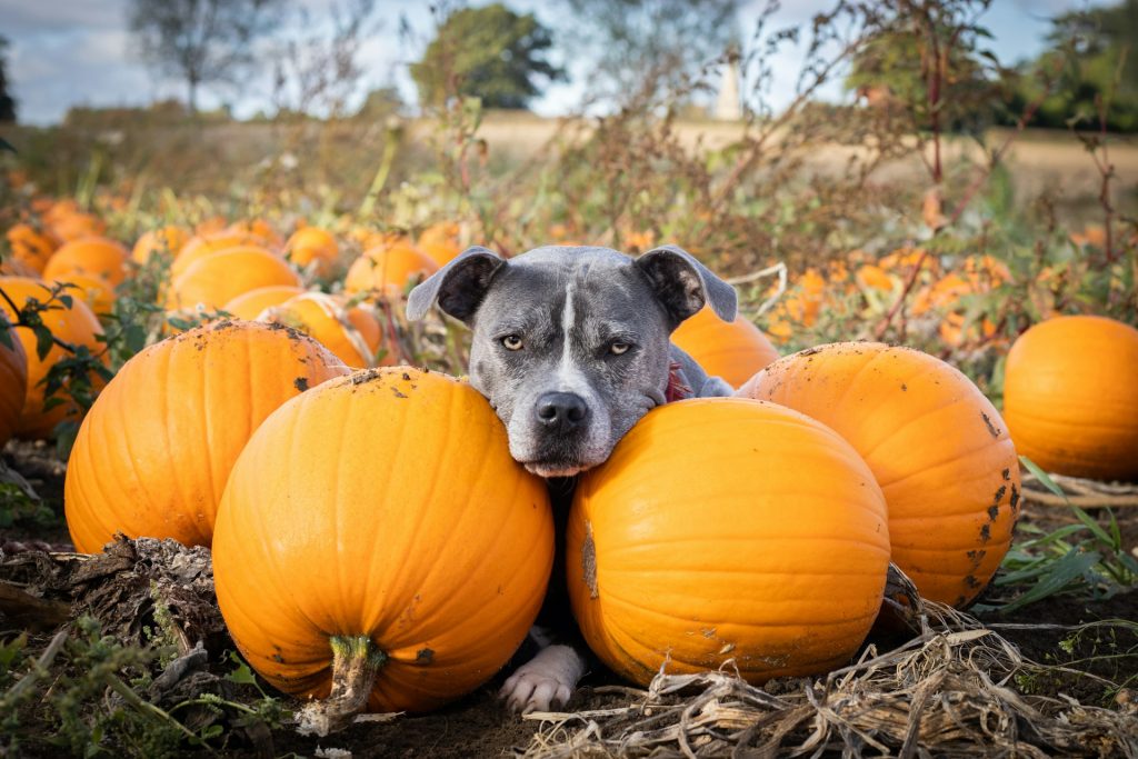 Dog Names Inspired by Halloween