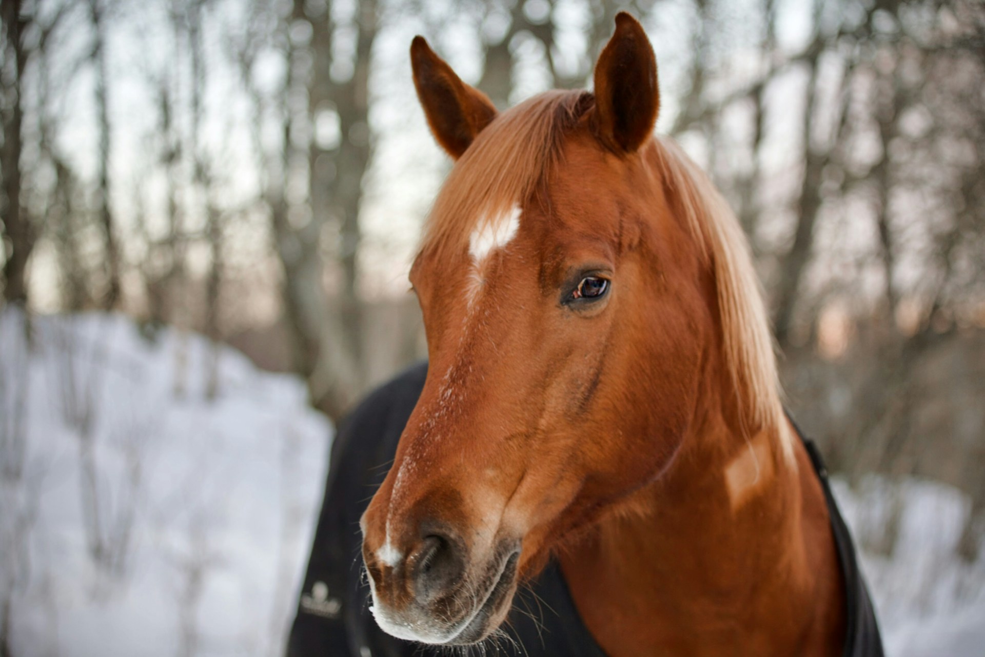 Horse Names Inspired by Winter