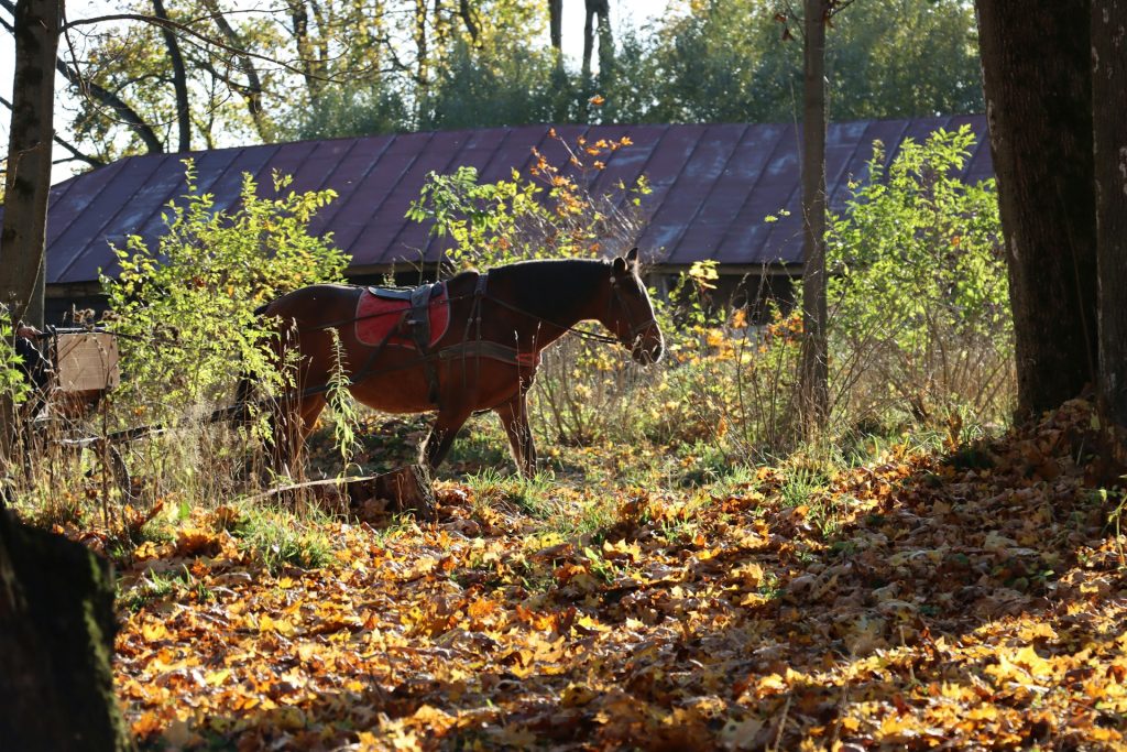 Horses Names Inspired by Autumn