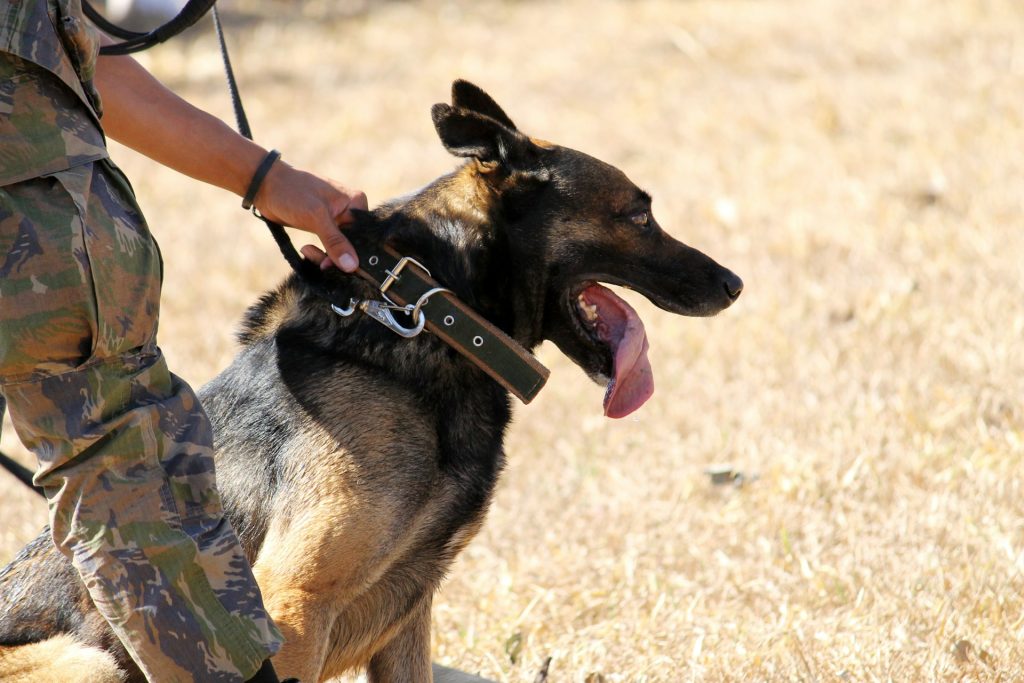 Legendary Hero Names for Brave Dog