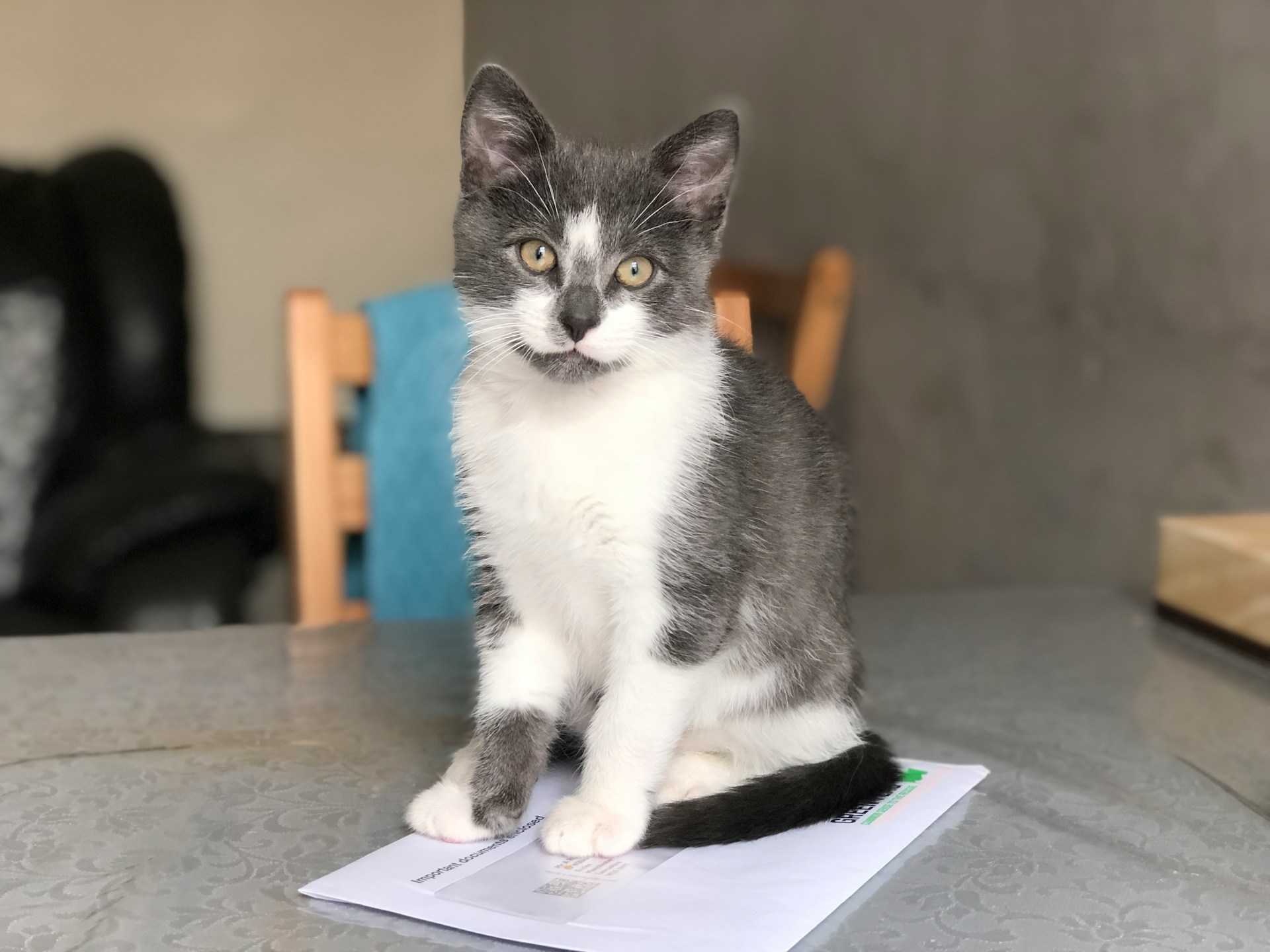 Writer-Inspired Names for Literary Cats