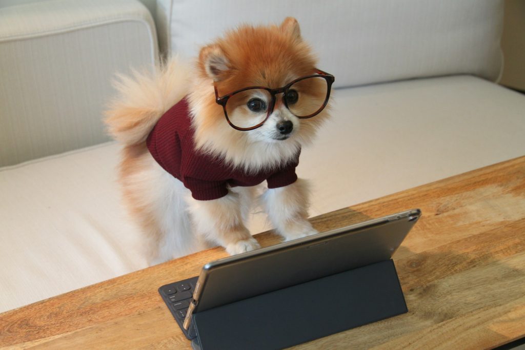 Writer-Inspired Names for Literary Dogs