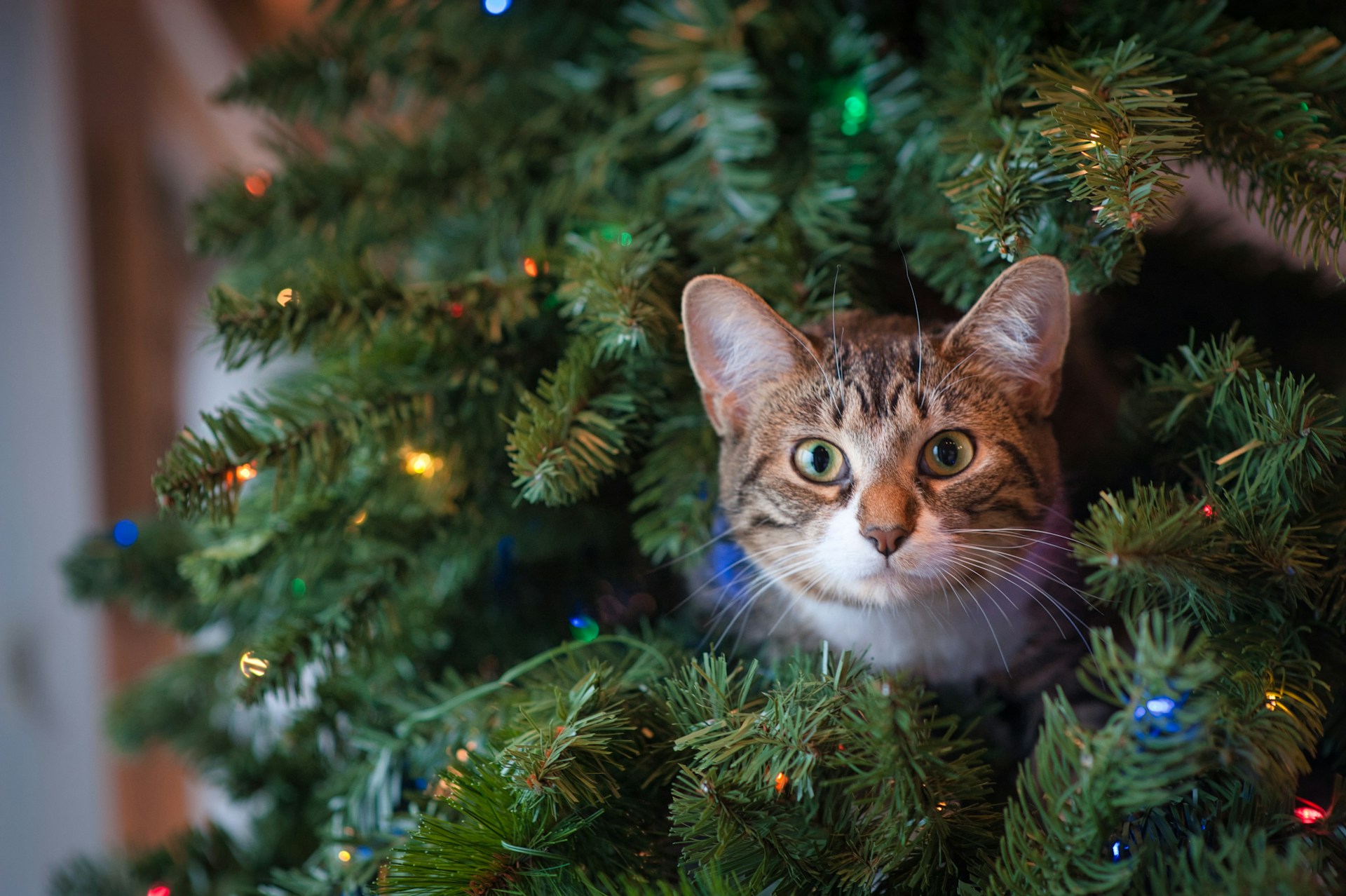 60 Cat Names Inspired by Christmas