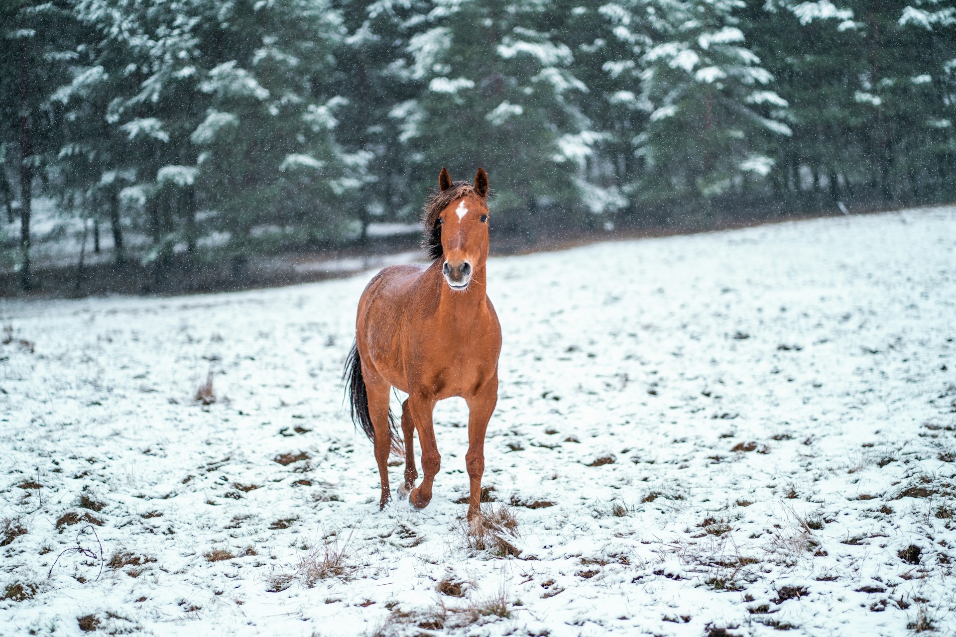 Horse Names Inspired by Christmas