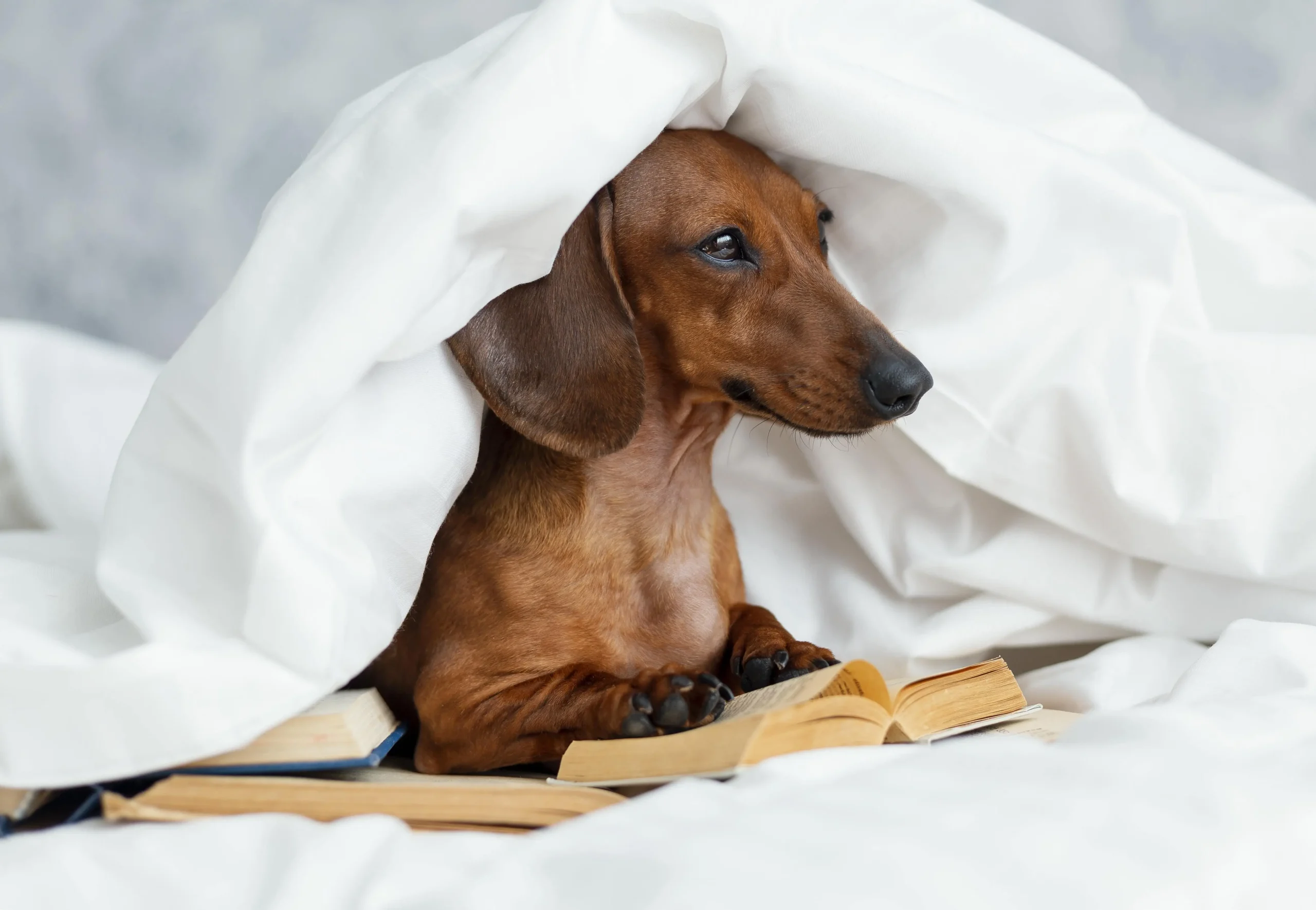 dog with book under blanket