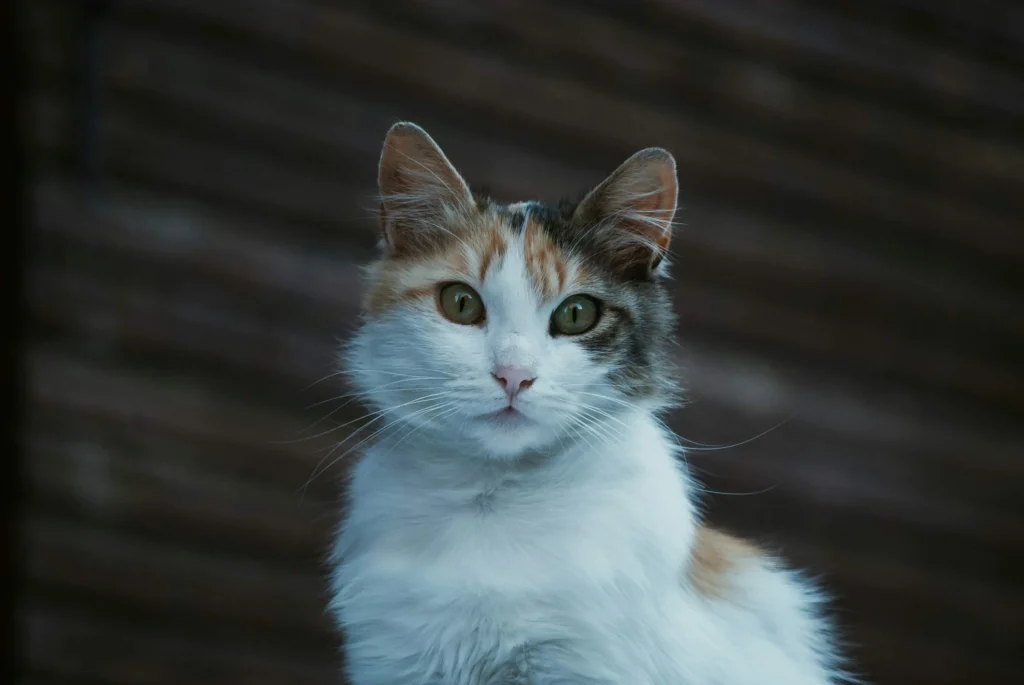 Gemstone Inspired Cat Names