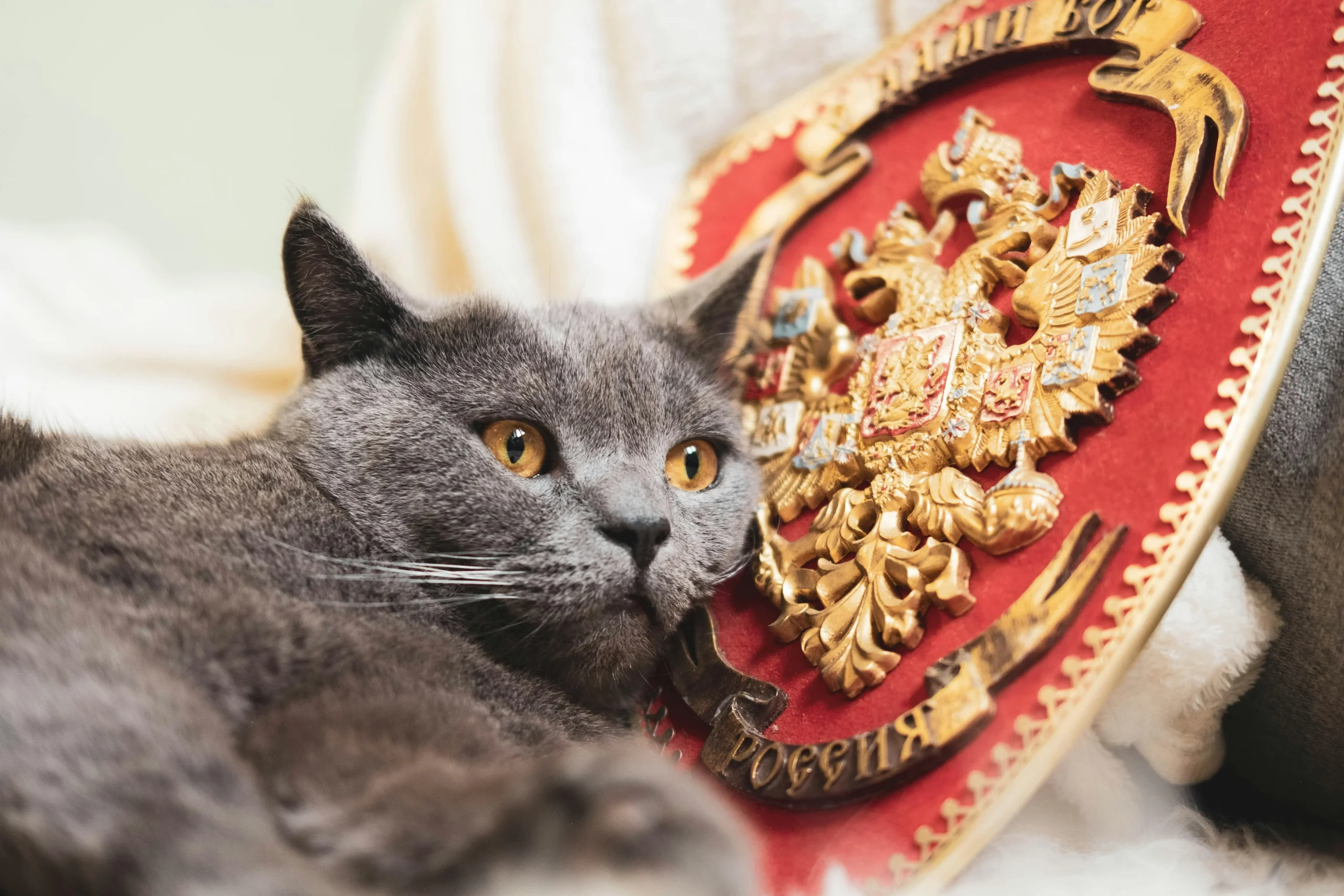 Russian cat on a royal badge