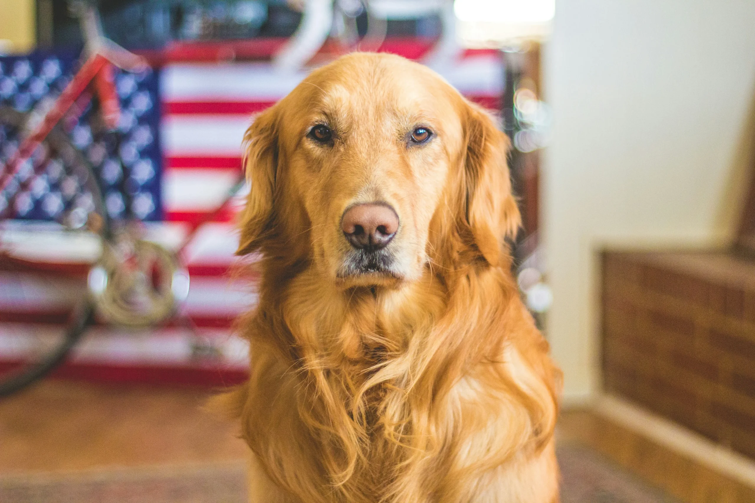 50 Dogs Names Inspired by Days of the Week