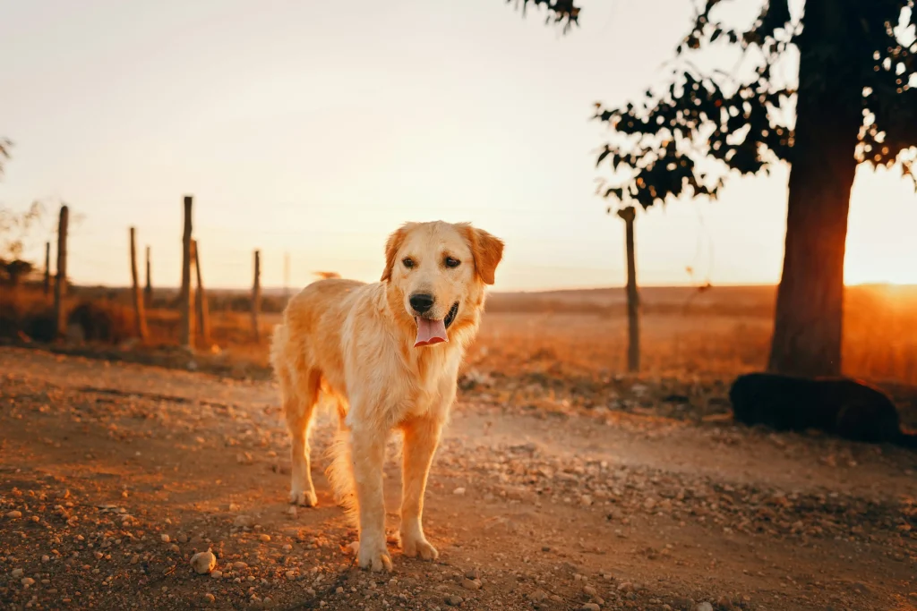 beautiful dog portrait
