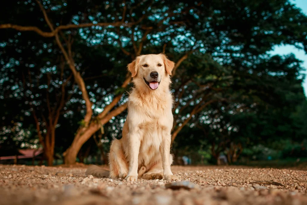 dog on the dirt ground on a sunny day
