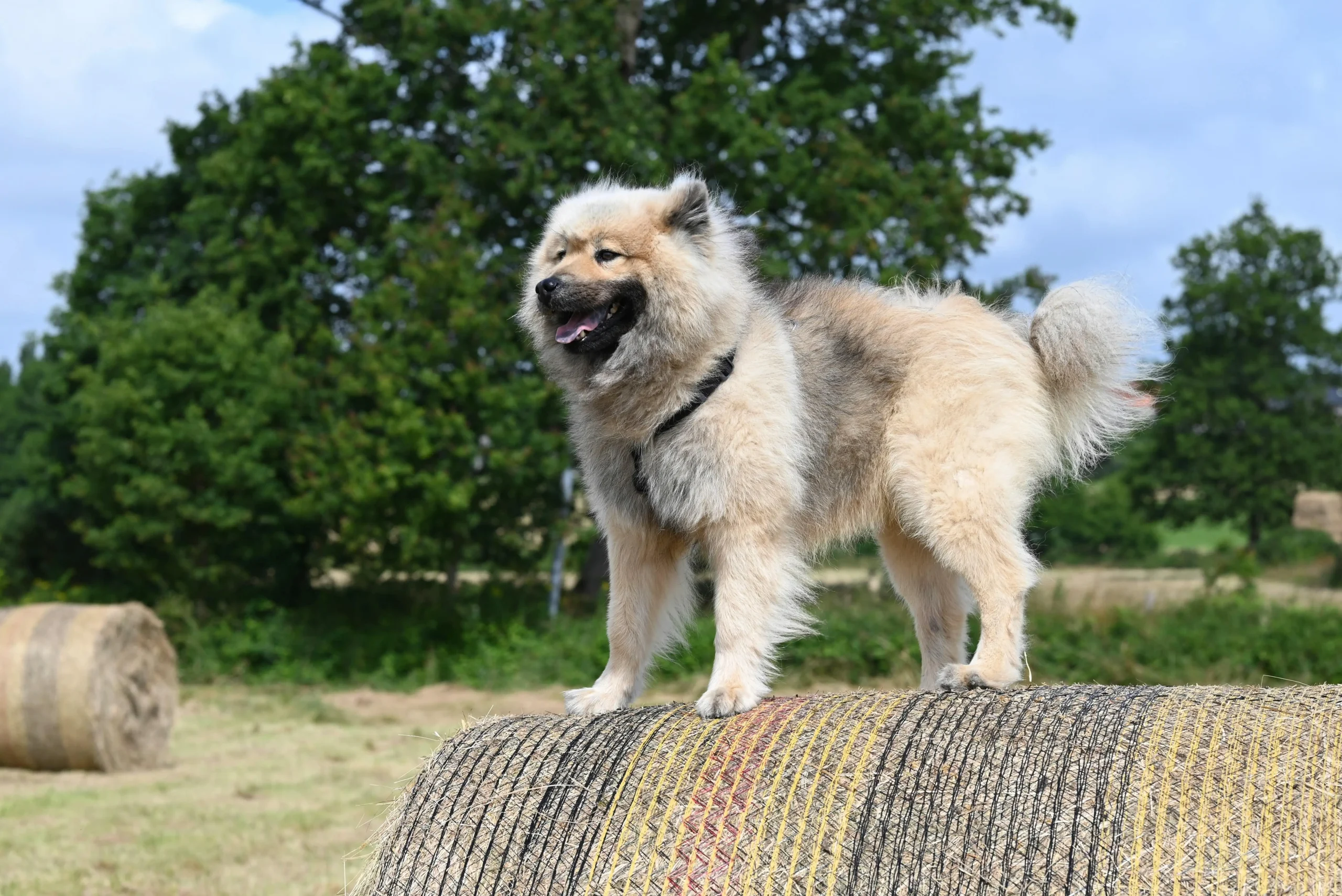 dog standing on a hay