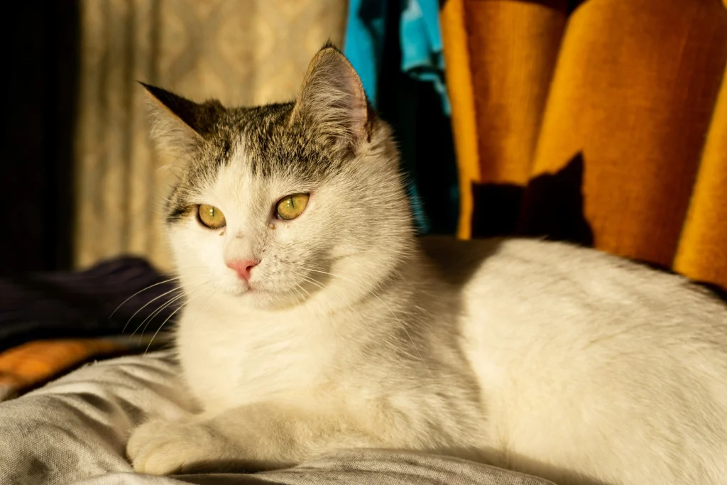 Cat Inspired by Days of the Week