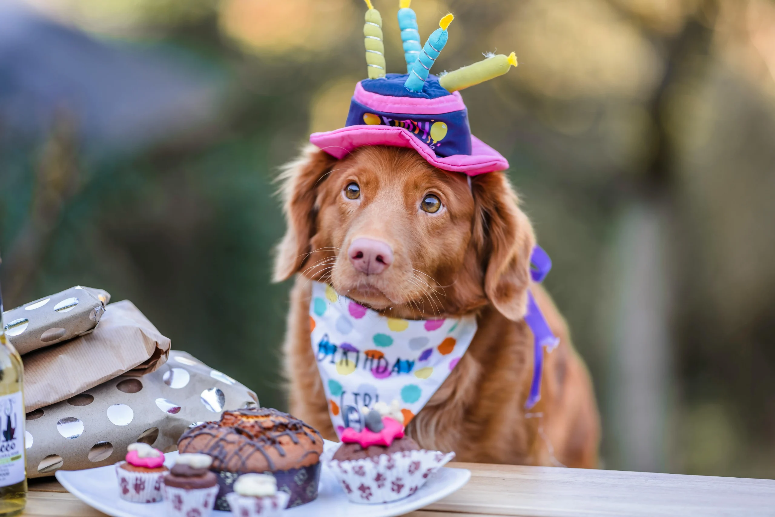 dog with candles