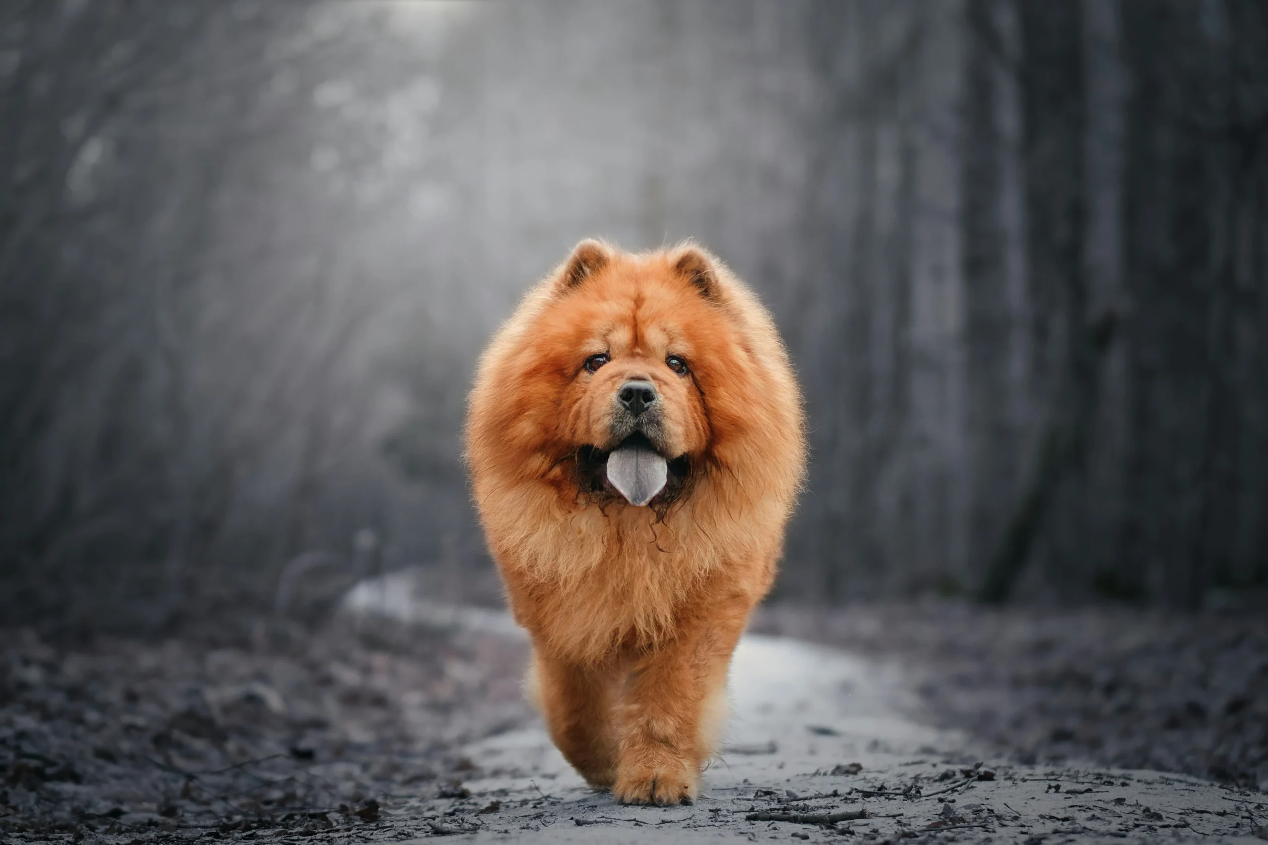 Dog Names Inspired By Gemstone