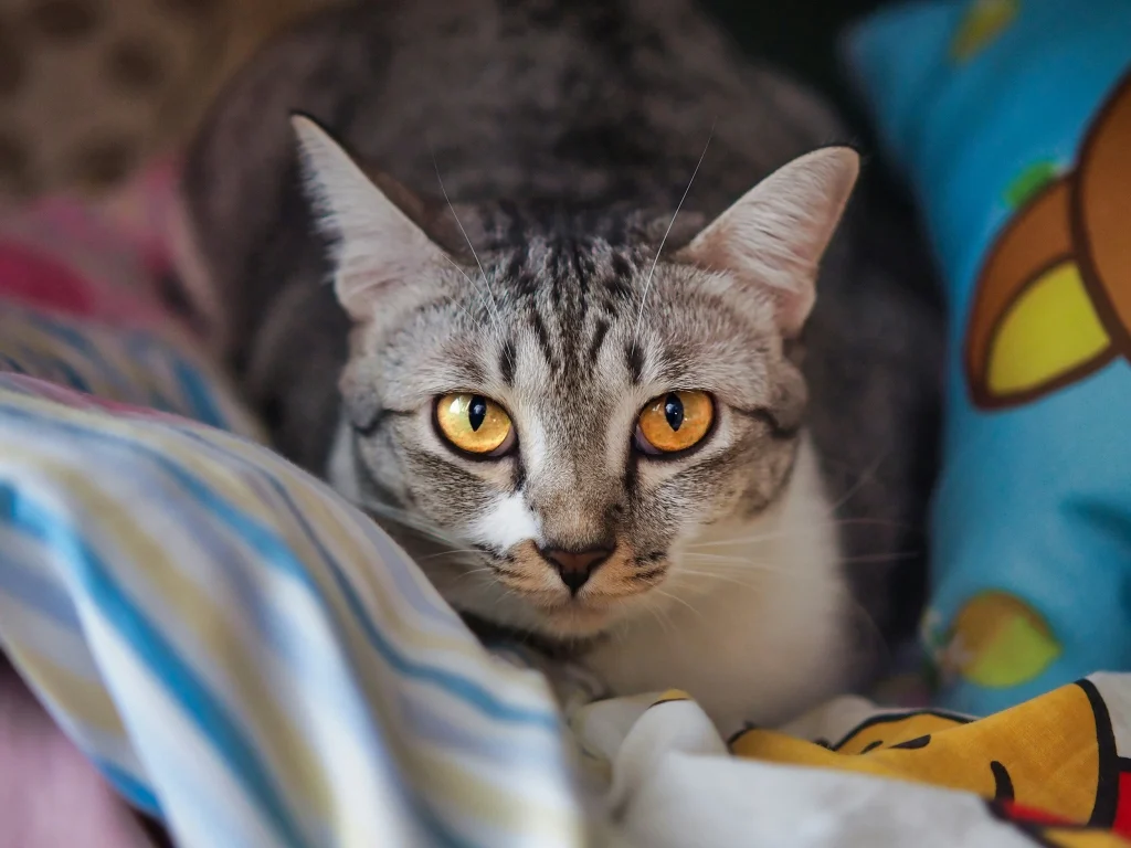 golden hour cat