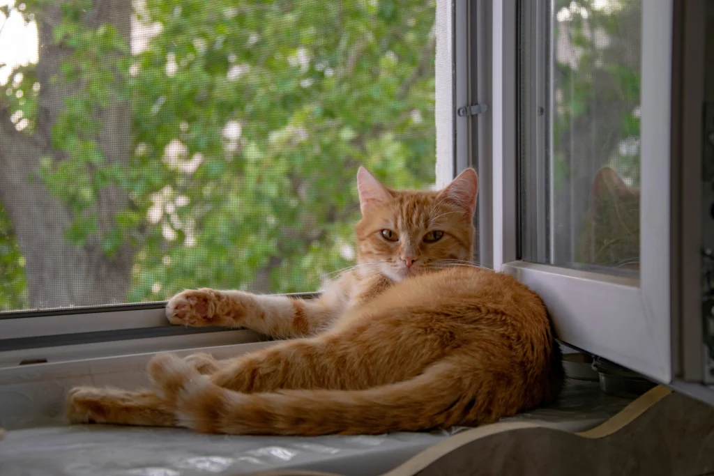 cat on window morning light