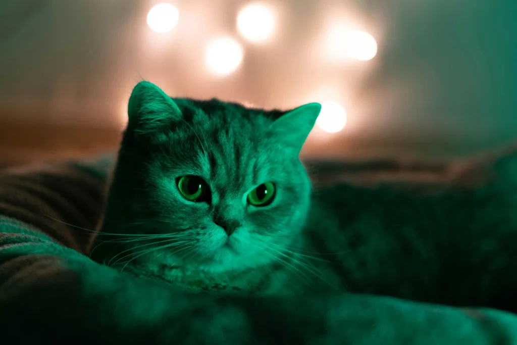 cozy home with cat
