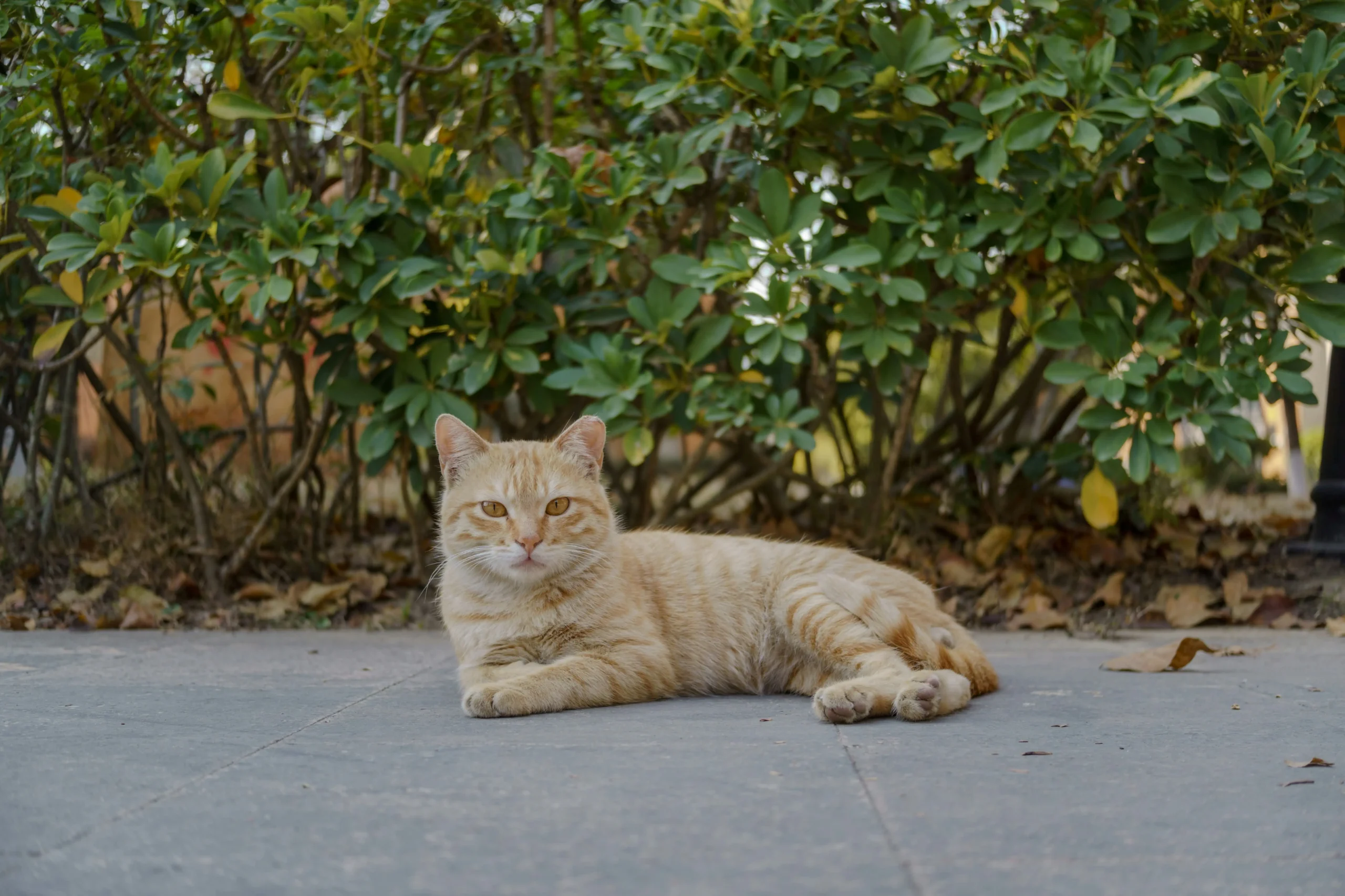 50 Cat Names Inspired by Days of the Week