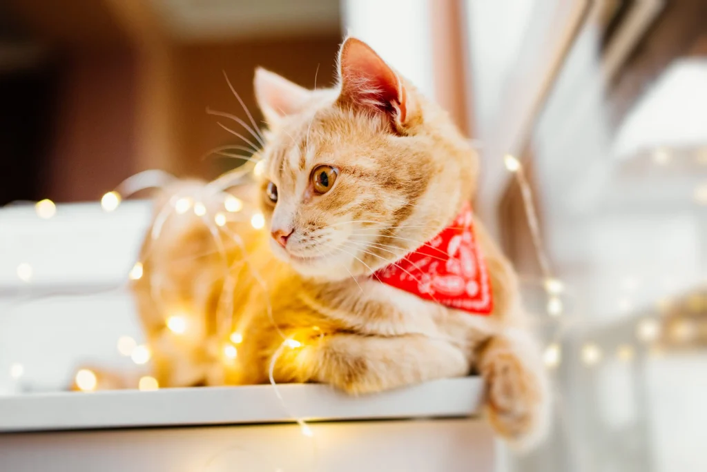 orange cat christmas lights