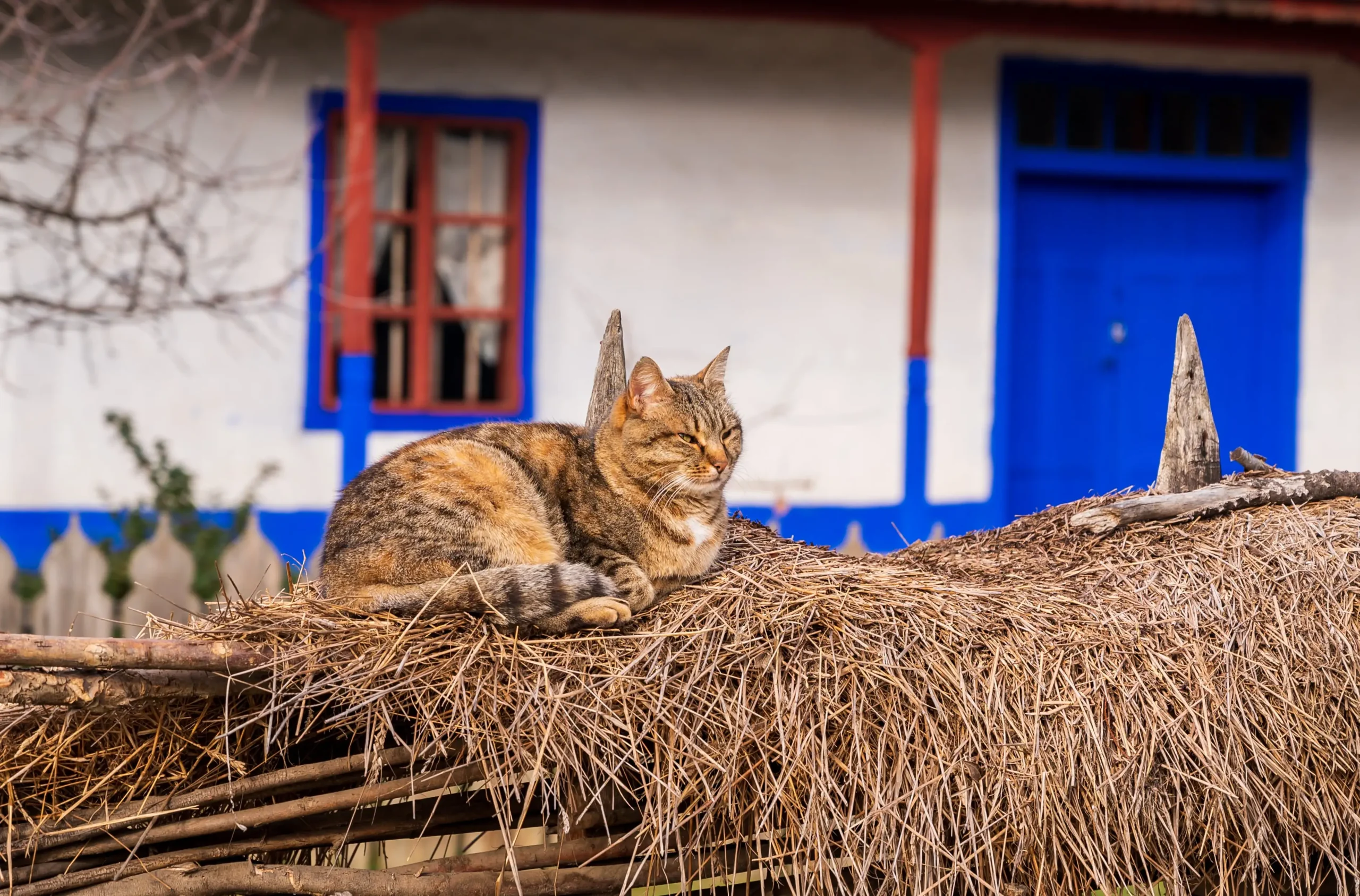cat near house village