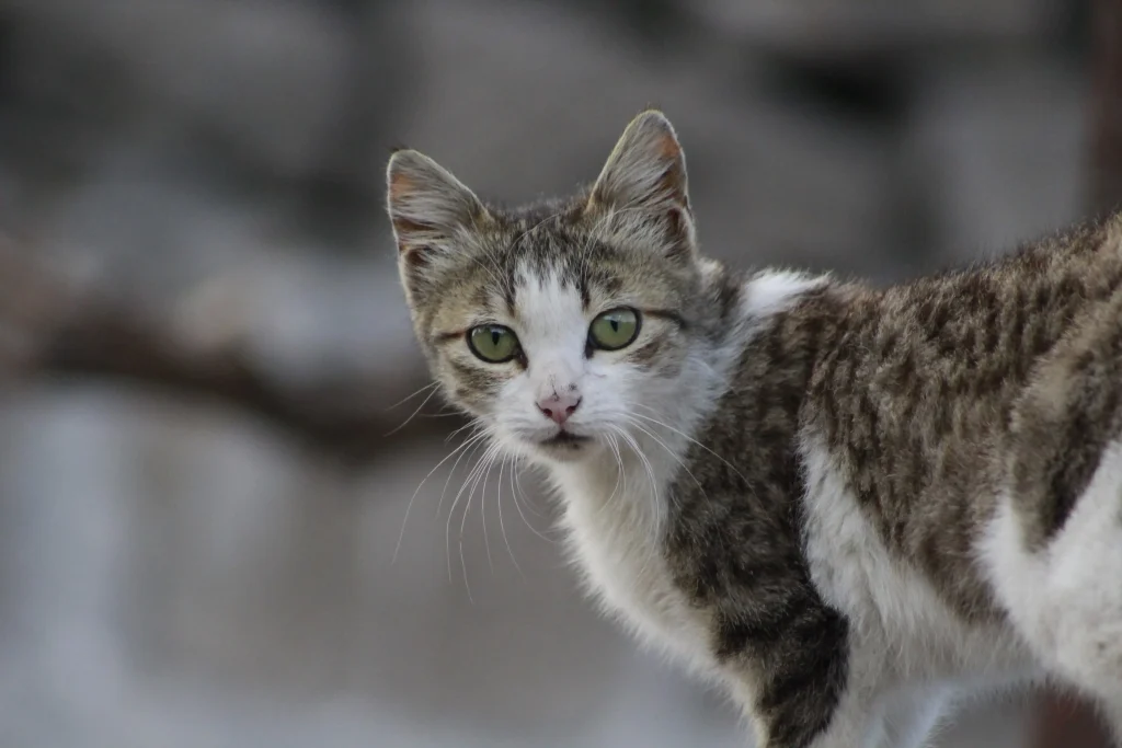 green eyed cat closeup