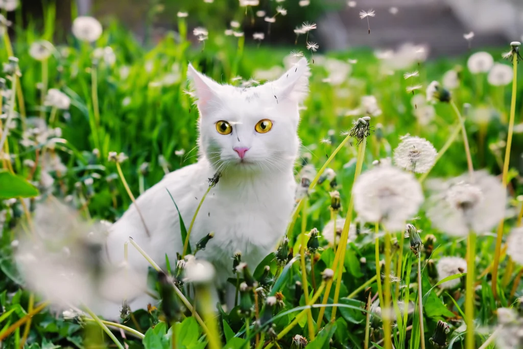 green eyed white cat in garden lawn