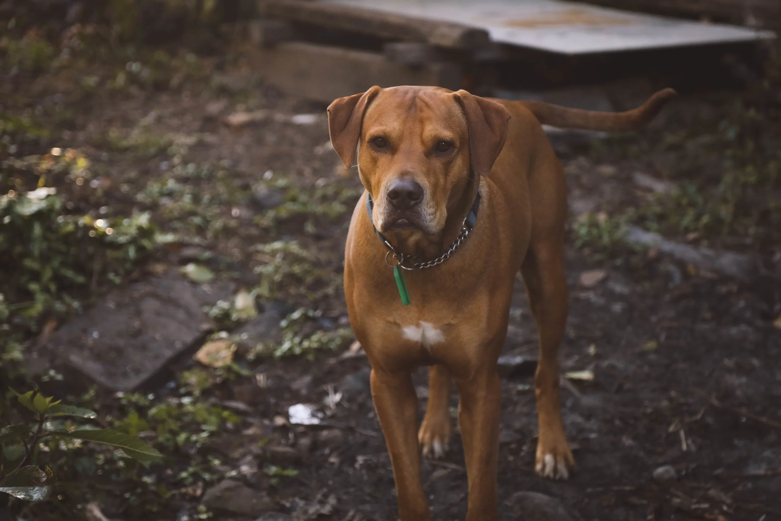 cute brown ridgeback dog
