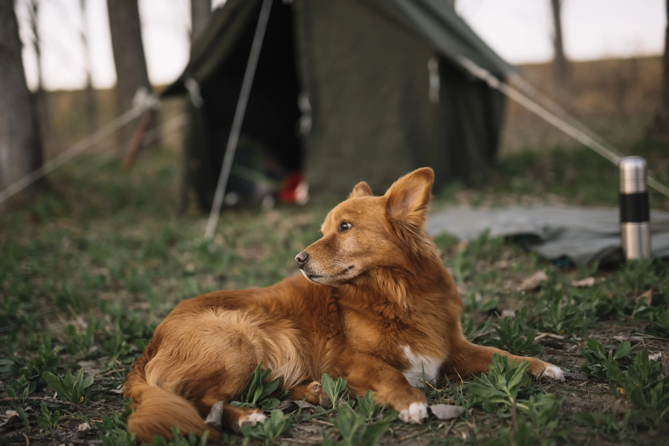 cute dog sitting on grass