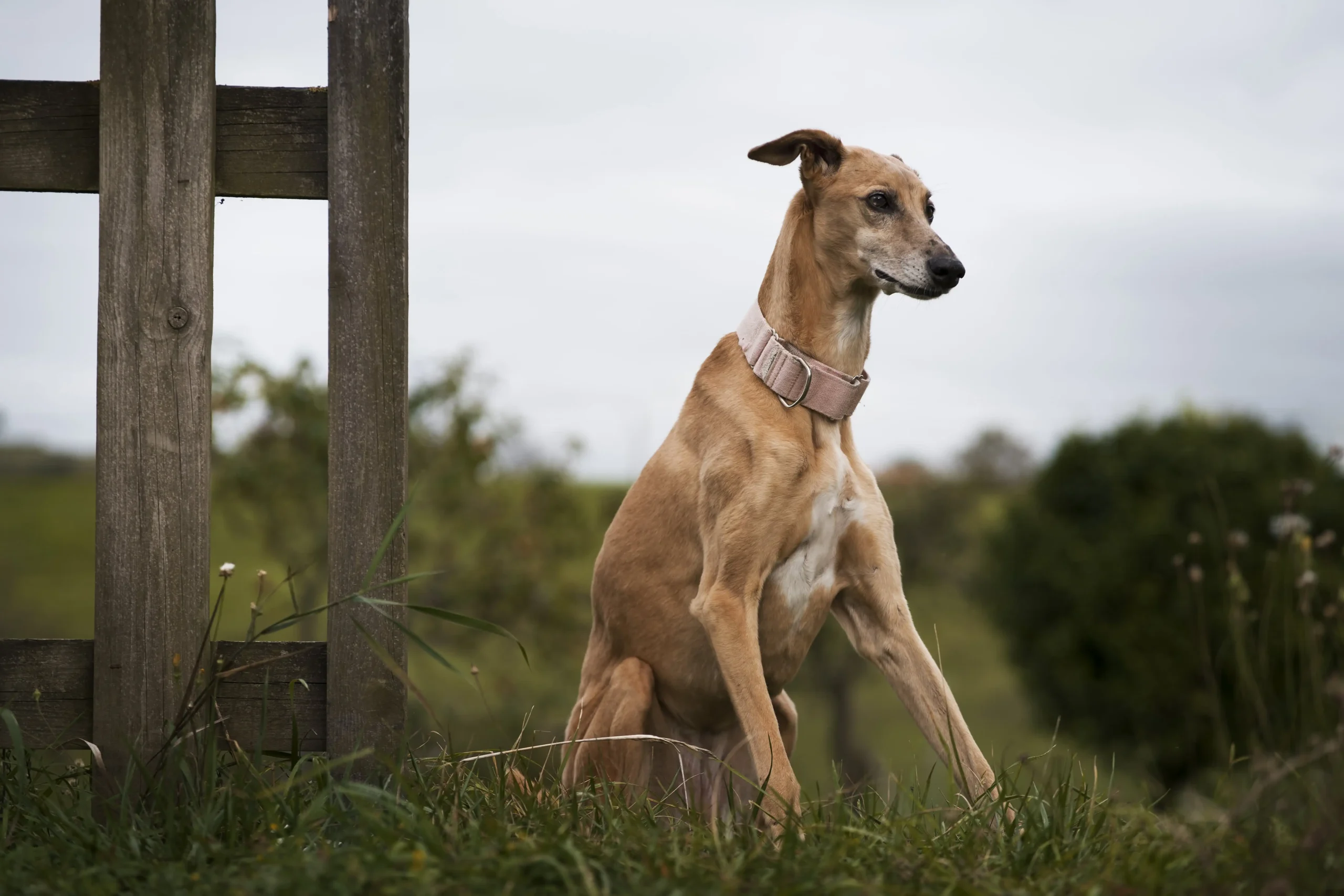 cute greyhound sitting outside
