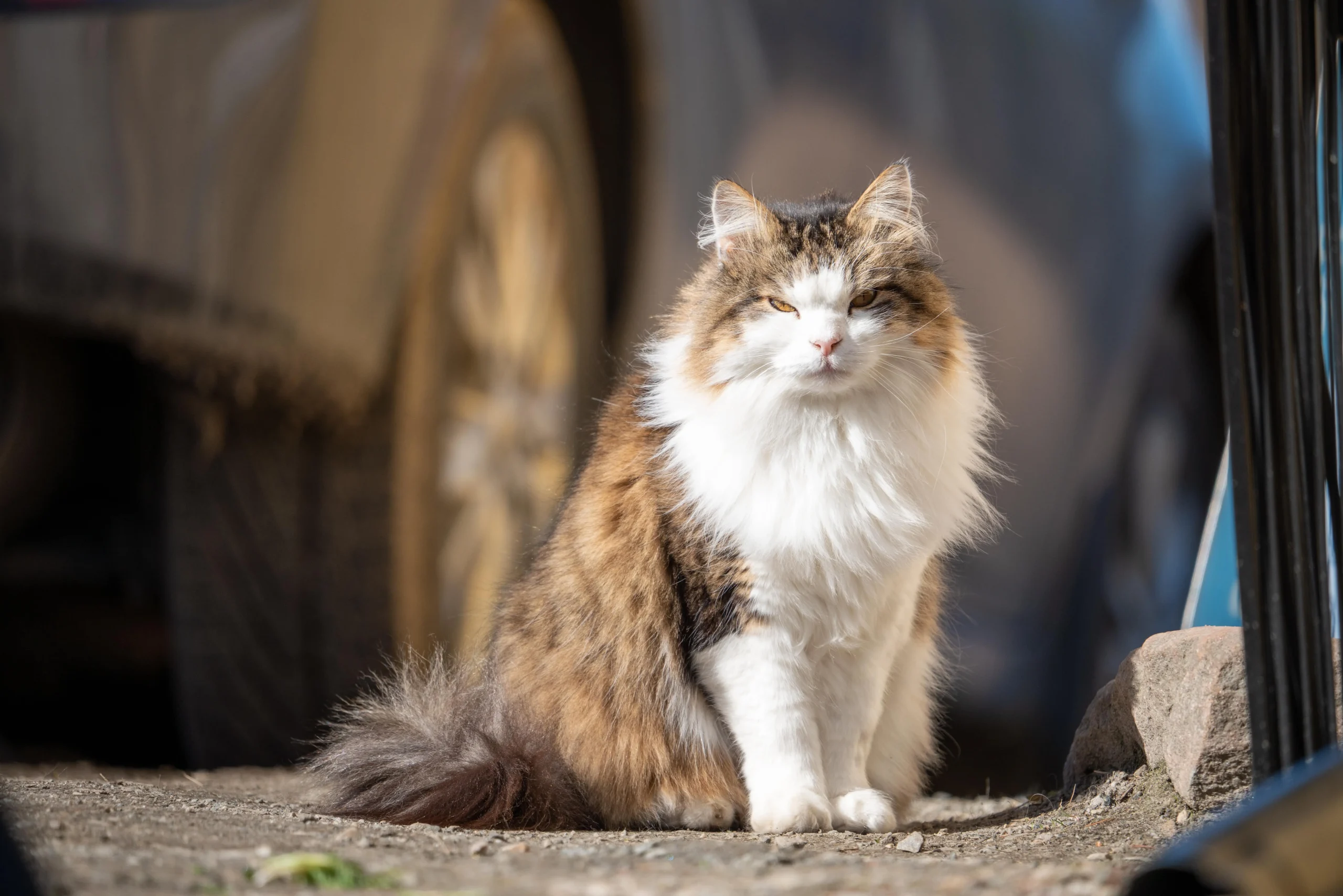 fluffy grumpy cat