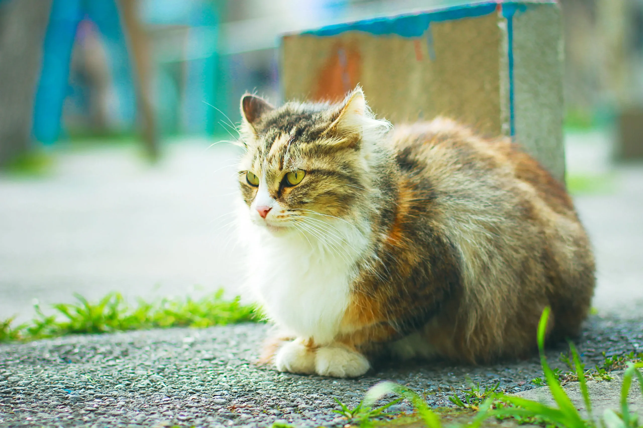 brown white fluffy cat