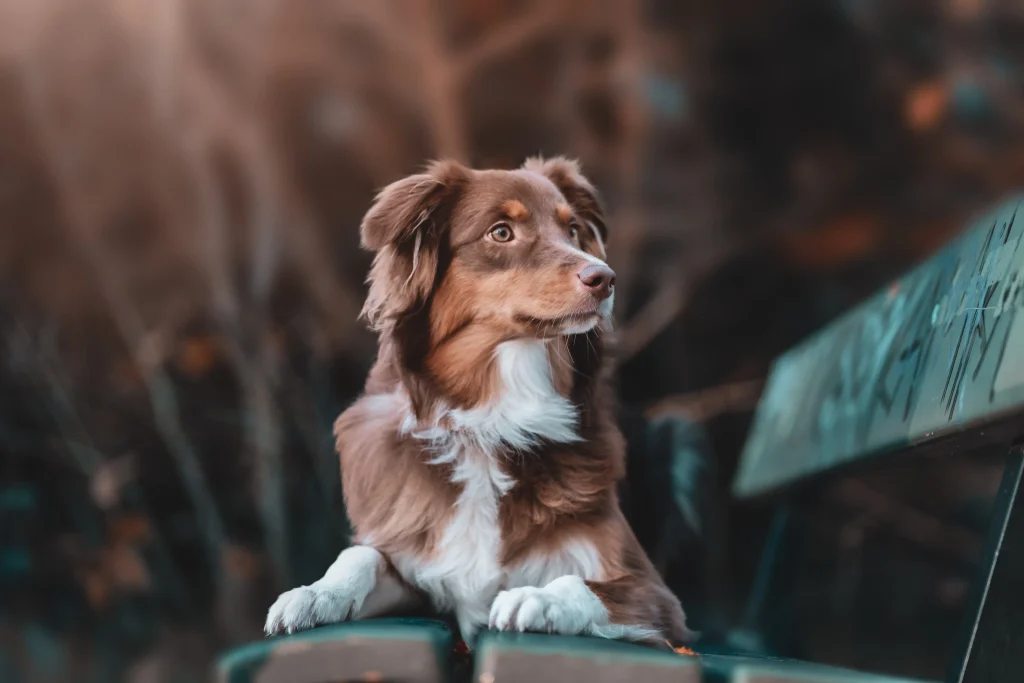 brown white beautiful Australian shepherd