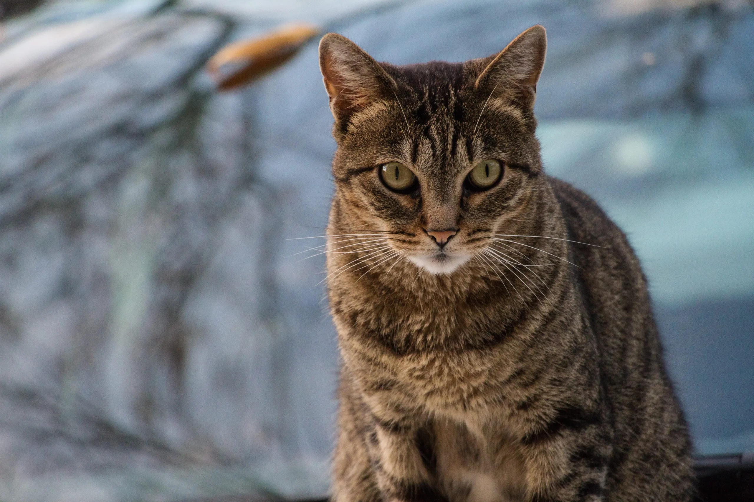 beautiful cat portrait shot
