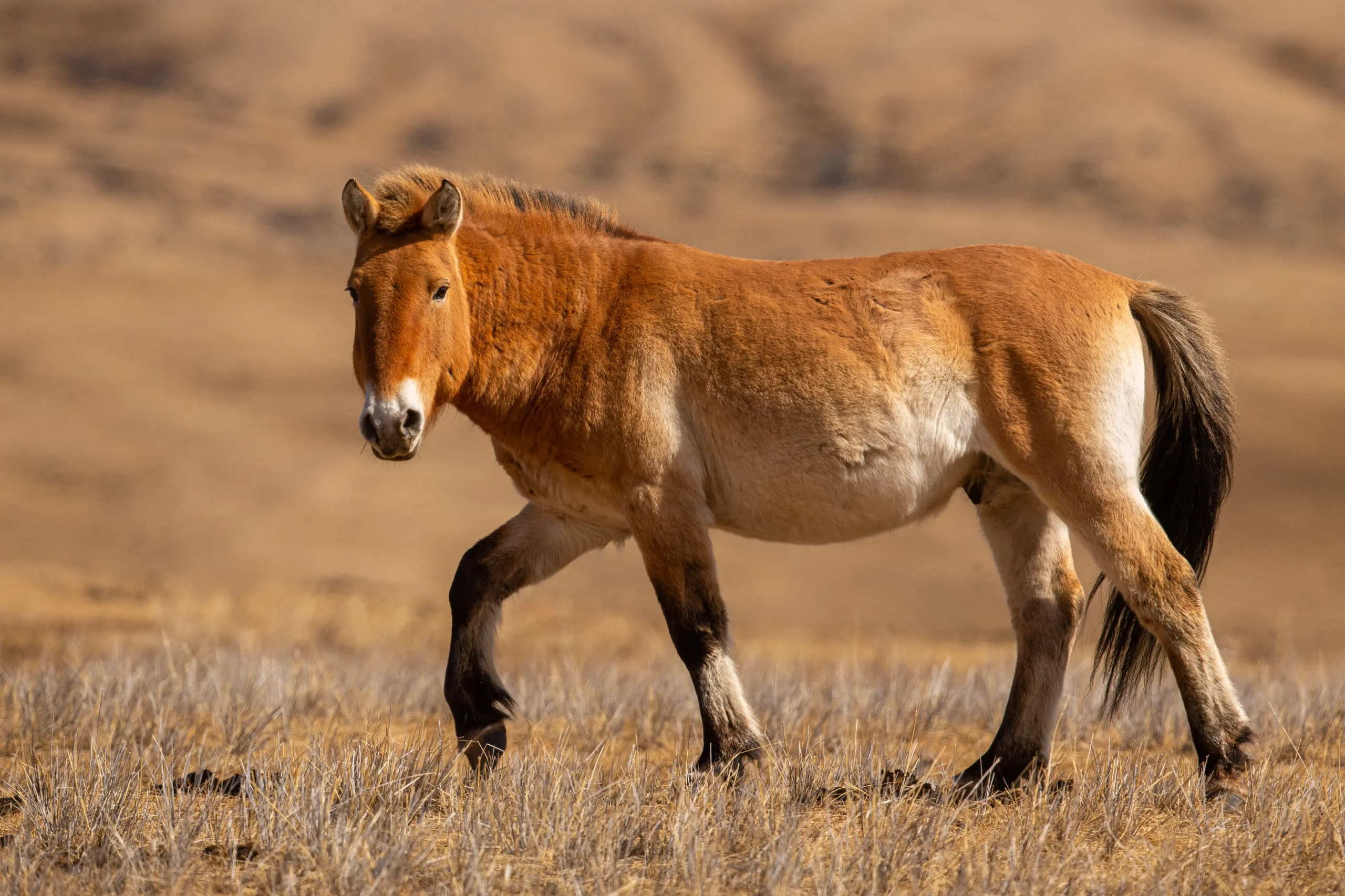 horse portrait outside soft light