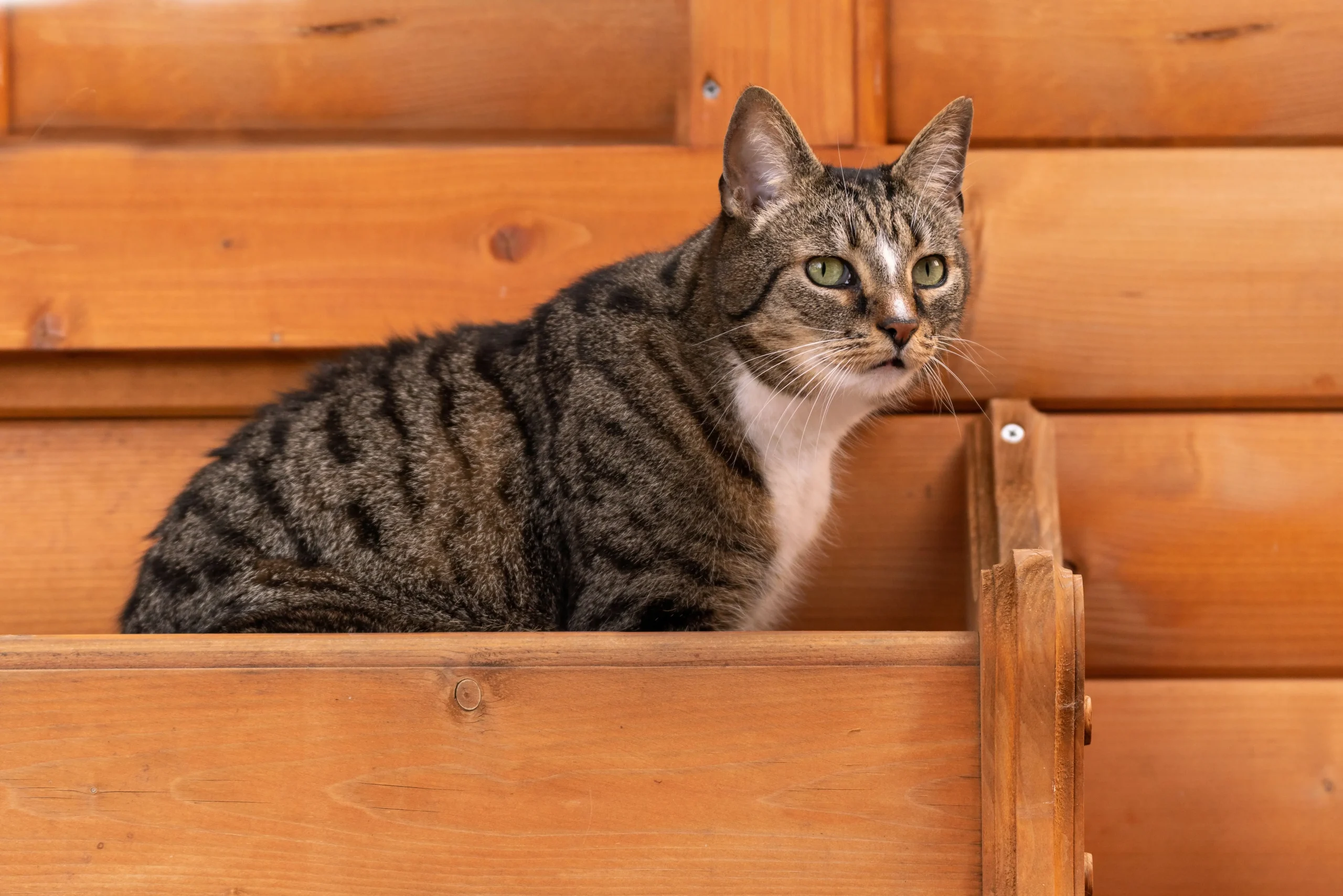 beautiful cat shot sitting on wood
